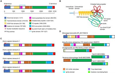 Teneurins: Domain Architecture, Evolutionary Origins, and Patterns of Expression